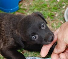 ‘Baby, me Leva!’ promove 25 adoções de cães e gatos durante evento presencial