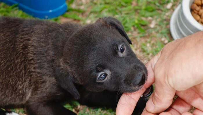 ‘Baby, me Leva!’ promove 25 adoções de cães e gatos durante evento presencial