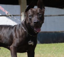 Secretaria de Meio Ambiente resgata cachorros vítimas de maus-tratos