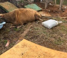 Meio Ambiente resgata vaca e bezerro vítimas de maus-tratos