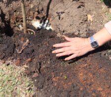 Meio Ambiente promove plantio de 30 mudas de ipês pelo ‘Árvore FamiliAR’