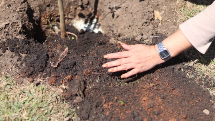 Meio Ambiente promove plantio de 30 mudas de ipês pelo ‘Árvore FamiliAR’