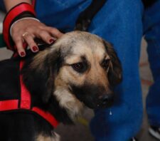 Meio Ambiente convoca para castração de pets e reforça pedido para tutores comparecerem