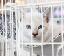 Última edição do ‘Baby, me Leva!’ garante mais 16 adoções de cães e gatos