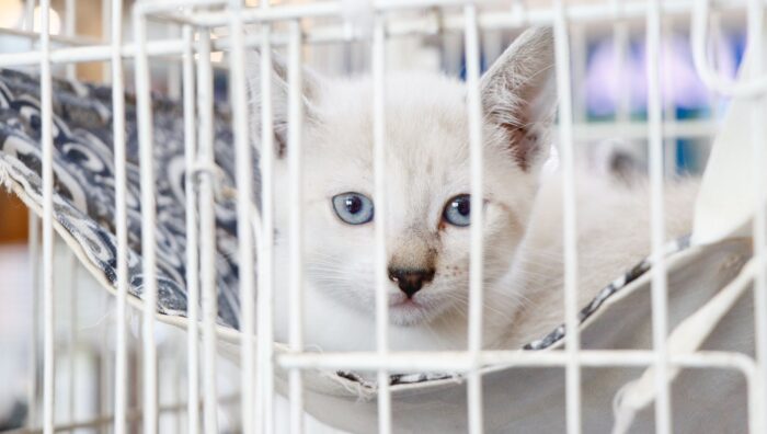 Última edição do ‘Baby, me Leva!’ garante mais 16 adoções de cães e gatos
