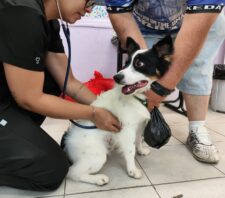 Meio Ambiente realiza último mutirão de castração do ano com 158 cães e gatos atendidos