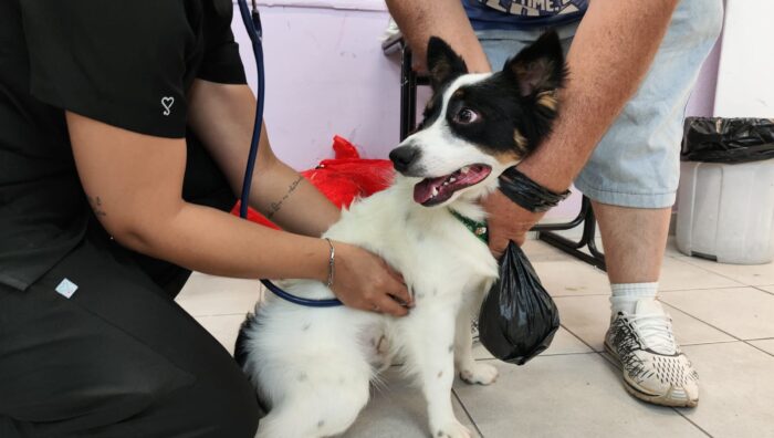 Meio Ambiente realiza último mutirão de castração do ano com 158 cães e gatos atendidos