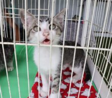 ‘Baby, me Leva!’ viabiliza adoção de 19 animais no último domingo