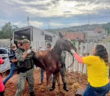 Meio Ambiente resgata cavalo vítima de maus-tratos na região do Rio Abaixo