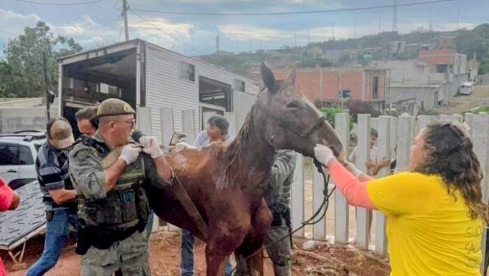 Meio Ambiente resgata cavalo vítima de maus-tratos na região do Rio Abaixo