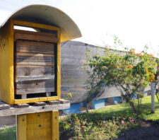 Meio Ambiente abre 30 vagas para workshop gratuito de meliponicultura no Viveiro Municipal