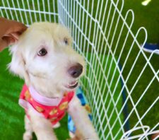 ‘Baby, Me Leva!’ possibilita 11 adoções de cães e gatos durante evento no domingo