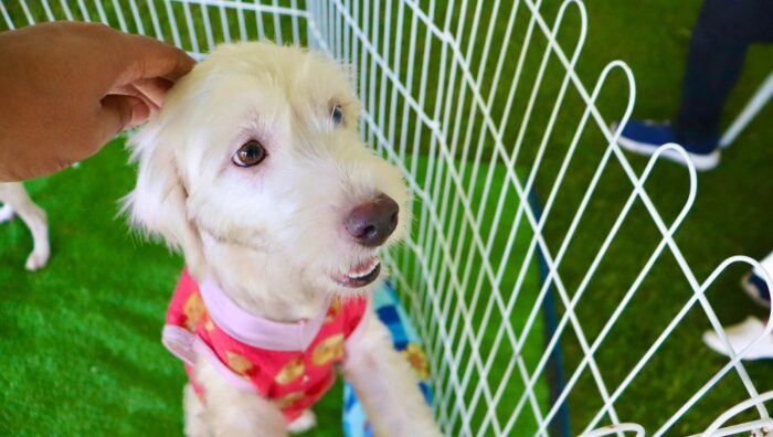 ‘Baby, Me Leva!’ possibilita 11 adoções de cães e gatos durante evento no domingo