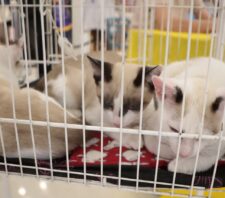 ‘Baby, me Leva!’ viabiliza 21 adoções de cães e gatos em ação realizada no sábado