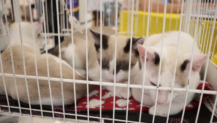 ‘Baby, me Leva!’ viabiliza 21 adoções de cães e gatos em ação realizada no sábado
