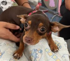 Meio Ambiente realiza mutirão de castração com 175 atendimentos a cães e gatos