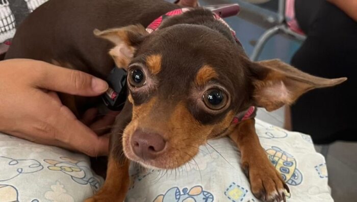Meio Ambiente realiza mutirão de castração com 175 atendimentos a cães e gatos