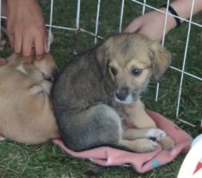 ‘Baby, me Leva!’ viabiliza a adoção de 32 pets no Parque Max Feffer