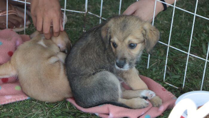 ‘Baby, me Leva!’ viabiliza a adoção de 32 pets no Parque Max Feffer