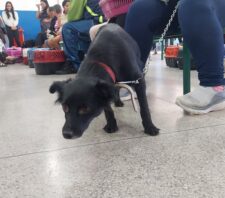 Meio Ambiente atende 148 cães e gatos durante mutirão de castração