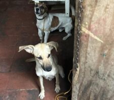 Meio Ambiente resgata 13 cães em situação de maus-tratos