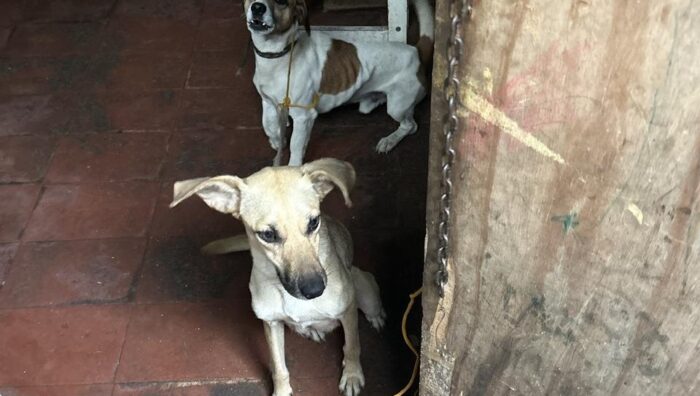 Meio Ambiente resgata 13 cães em situação de maus-tratos