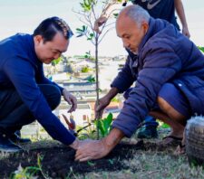 Meio Ambiente realiza plantio de manacás no Jardim Graziela
