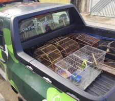 GCM resgata pássaros silvestres em cativeiro no Miguel Badra