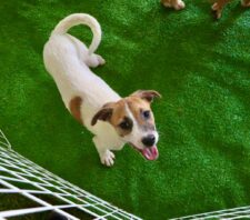 ‘Baby, me Leva!’ proporciona 2,4 mil adoções de animais desde 2020