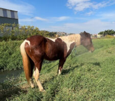 Meio Ambiente resgata cinco cavalos em situação de abandono no Miguel Badra