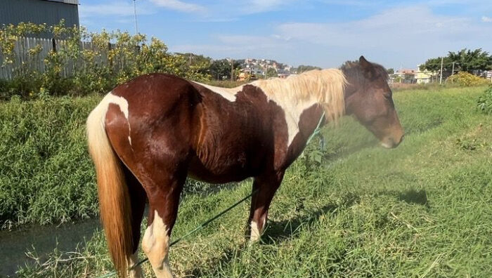 Meio Ambiente resgata cinco cavalos em situação de abandono no Miguel Badra