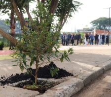 Parceria entre Meio Ambiente e Rotary resulta no plantio de 45 árvores em praça no Colorado